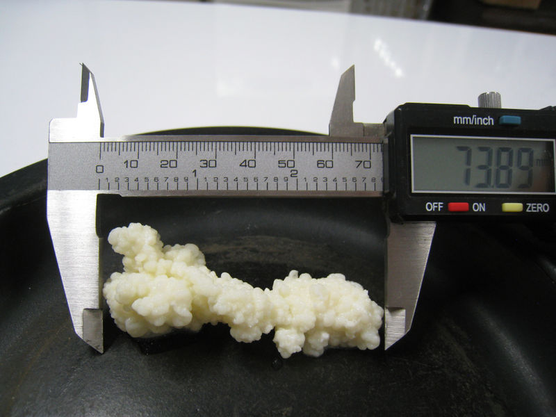File:Kefir grain shuplera faa2012.jpg